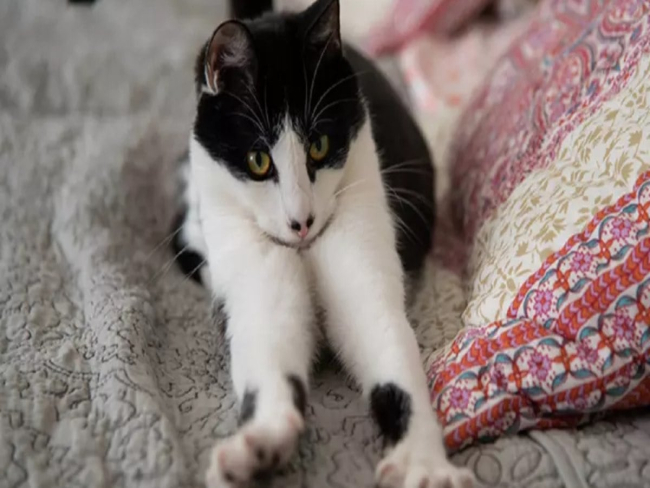 Gato idoso precisa de alimentação especial; veja dicas