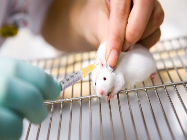 Lei que proíbe testes de cosméticos em animais é sancionada