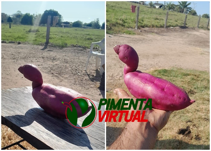 batata