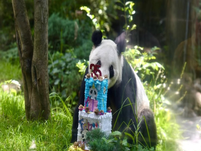 Panda gigante ganha aniversário em zoológico e encanta a web