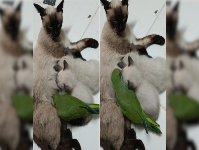 Periquito tenta mamar em gata com filhotes e diverte a web