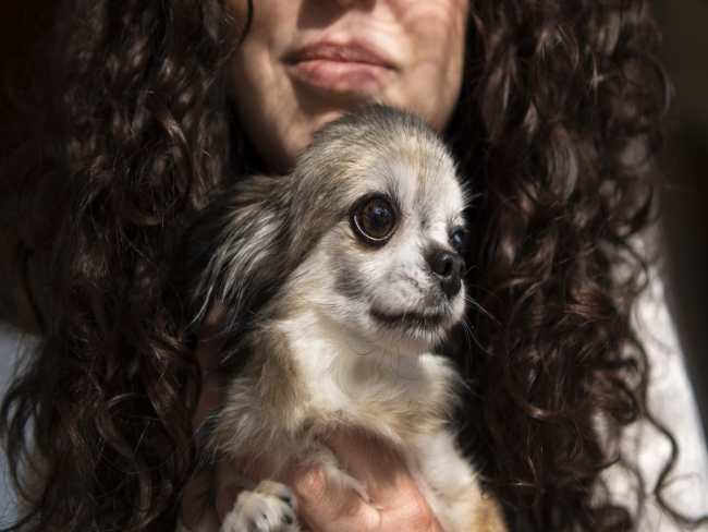 PL garante guarda de pets a vítimas de violência doméstica