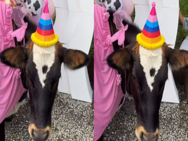 Vaca ganha festa de aniversário e encanta a web:
