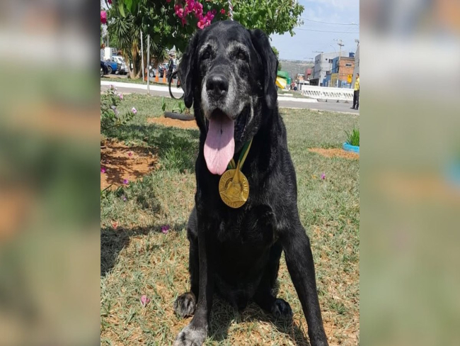 Zeca, cão de resgate de Brumadinho, morre aos 16 anos