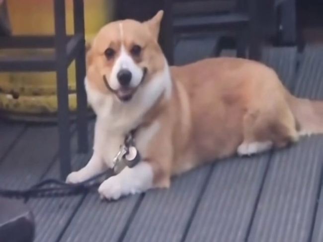 Cachorro sorrindo? Saiba o que está por trás disso