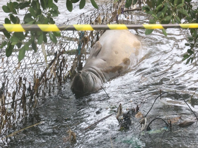 Elefante marinho surge em Niterói e mobiliza equipes