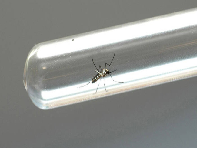 UFRJ desenvolve teste inovador para diagnóstico de dengue