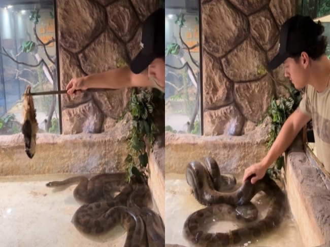 Vídeo de jovem alimentando sucuri viraliza na web: