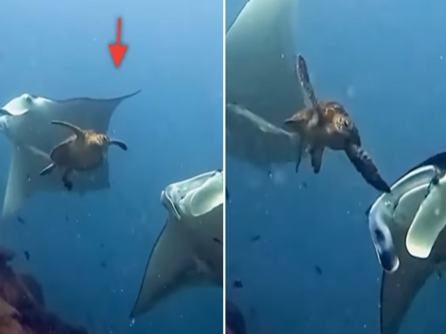 Vídeo mostra tartaruga batendo em arraia manta e diverte web