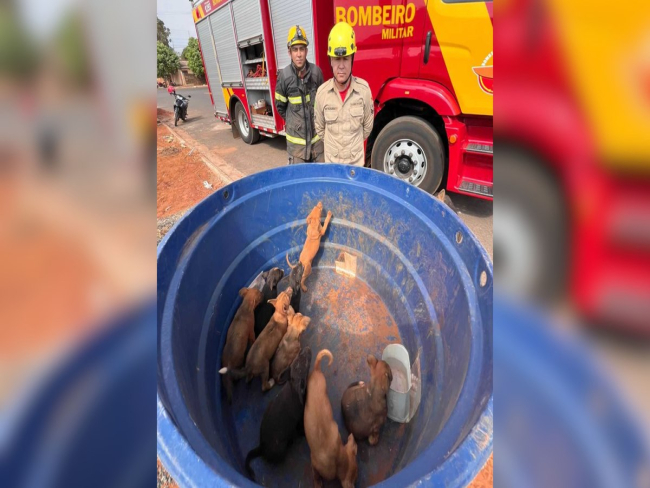 Bombeiros salvam nove filhotes de cachorro presos em obra