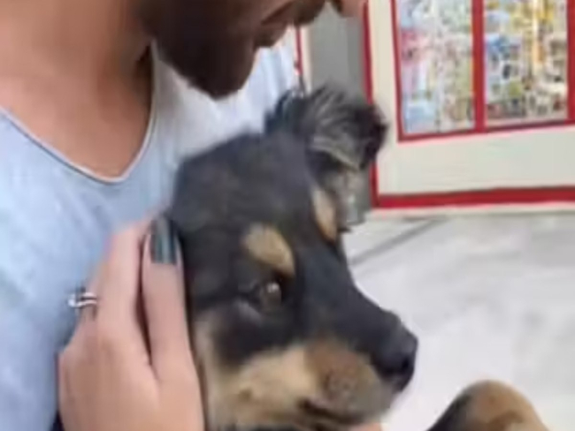 Cachorrinha resgatada na Turquia conquista família brasileira