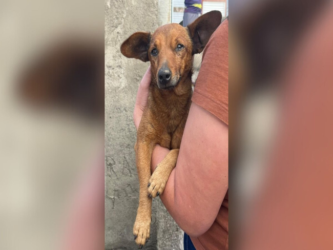 Cachorro caminha 12 km até velório para se despedir do dono