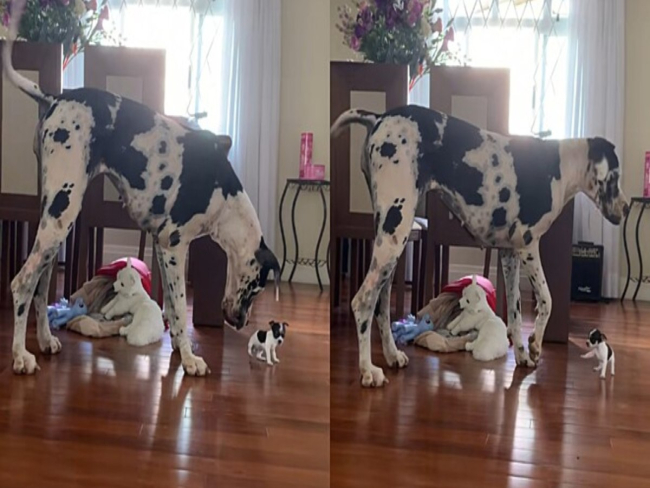 Dogue Alemão gigante conhece cão minúsculo e web se diverte