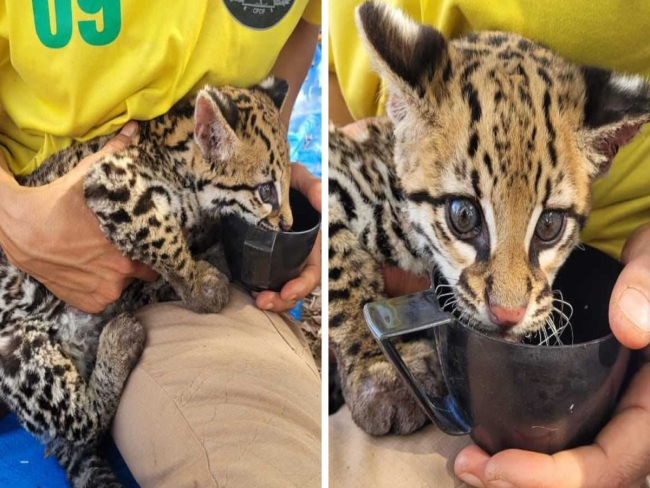 Filhote de jaguatirica é resgatado com queimaduras em incêndio