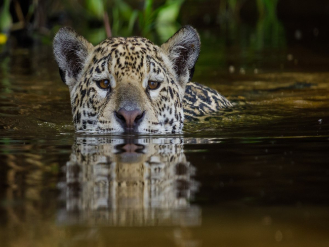 Onça pintada bate recorde ao nadar 1,27 km em Goiás