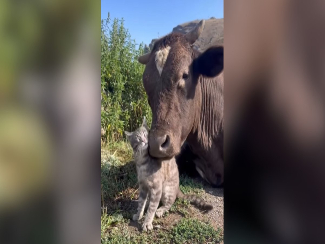 Vídeo de touro e gatinho trocando carinhos viraliza na web