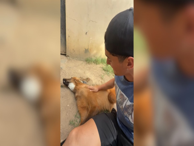 Lobo guará relaxa enquanto recebe carinho na barriga; vídeo