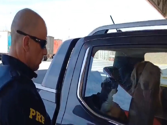 Motorista é preso pela PRF por maus tratos a animais na Dutra