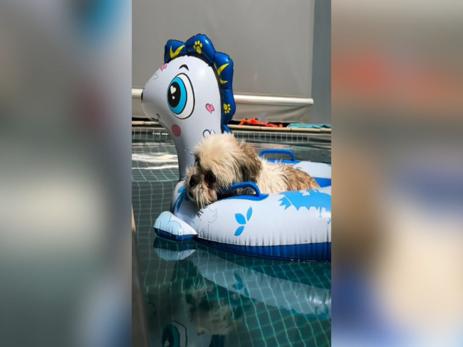 Cachorrinho aproveita dia de sol e relaxa em boia na piscina
