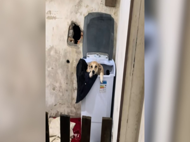 Cadela é pega no flagra tirando cochilo dentro de tanquinho