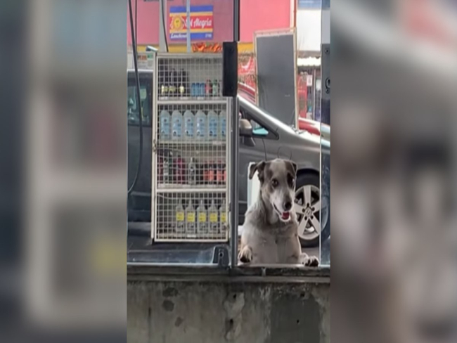 Cadela tenta ficar invisível ao entrar em área restrita do posto