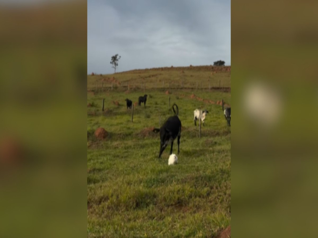 Cão tenta encarar vacas em pasto e acaba passando sufoco