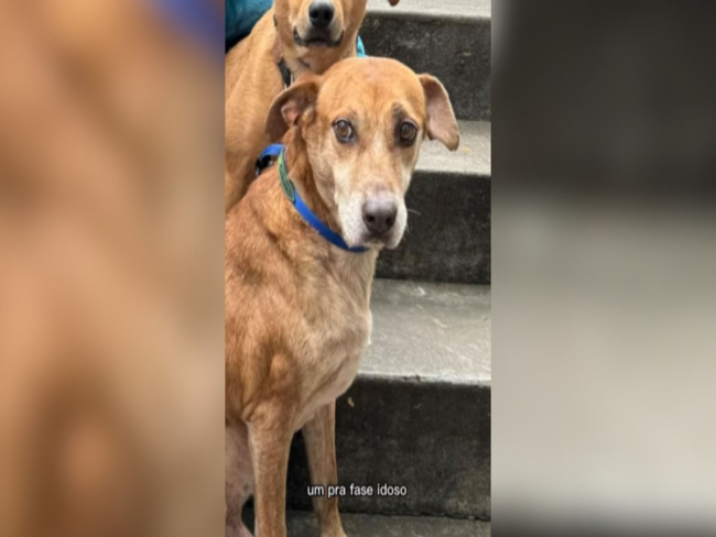 Curiosidades sobre os cães que deram vida ao filme Caramelo