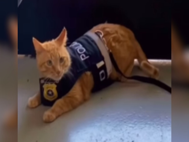 imagem26-11-2025-09-11-21