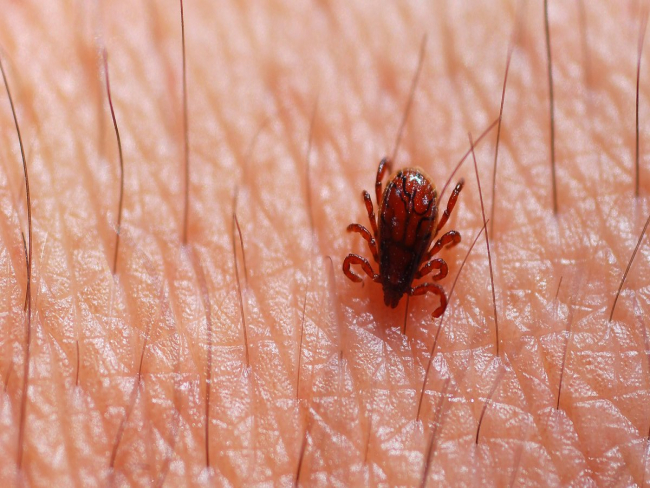 Minas Gerais registra cinco mortes por febre maculosa em 2025