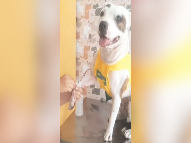 Pitbull encanta ao manter calma durante coleta de sangue