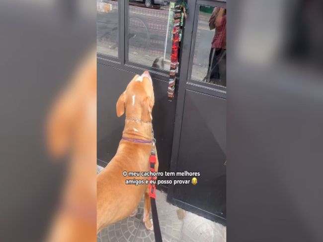 Pitbull visita restaurante diariamente para encontrar amigos