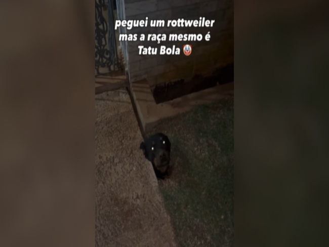 Rottweiler se mete em enrascada após cavar buraco e ficar preso