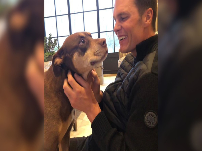 Tom Brady revela que cadela Junie é clone de sua antiga pet Lua