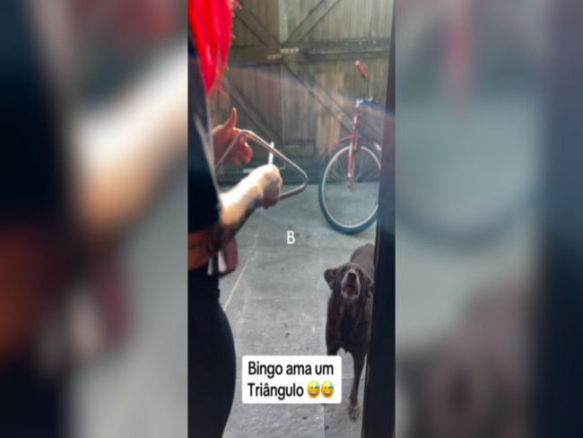 Tutora toca triângulo e cachorro responde com uivos afinados