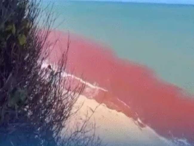 VÍDEO: água do mar em Pipa fica vermelha e intriga moradores