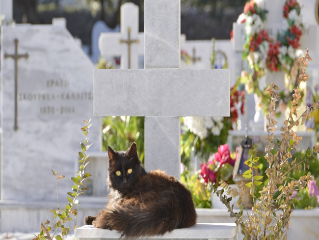 Alesp aprova projeto que permite sepultamento de pets com tutores