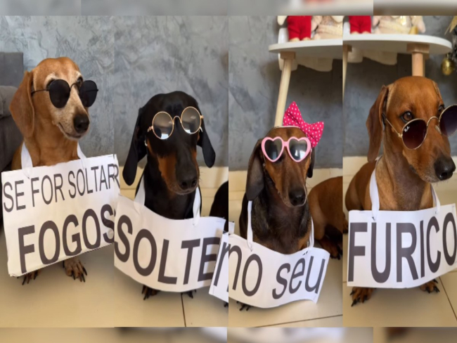 Cães fazem protesto divertido contra fogos de artifício