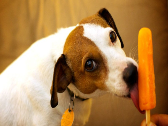 Dicas para preparar sorvetes naturais para os pets no calor
