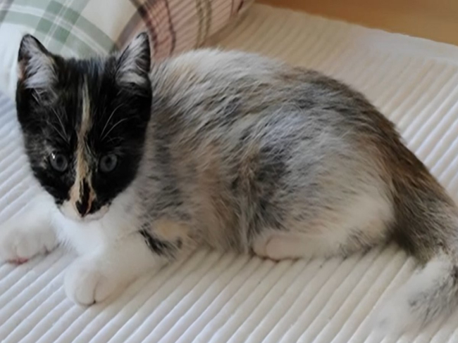 Mutação genética dá origem a cor inédita em gatos