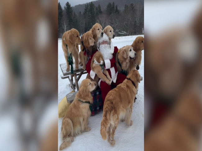 A seis dias do Natal, Goldens posam ao lado do Papai Noel