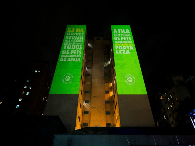 Especialista alerta para abandono de pets mesmo com campanhas