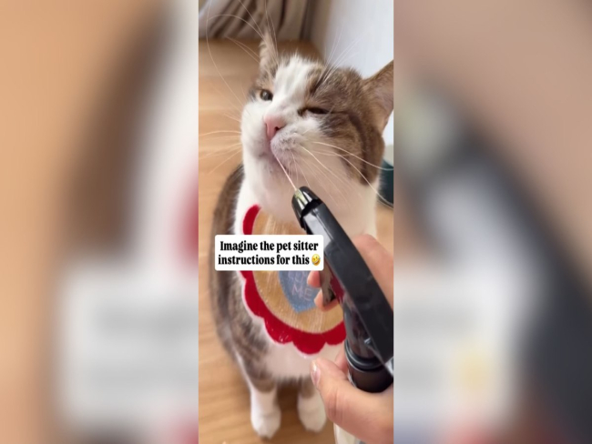 Hidratação diferente: gato recebe água por borrifadas