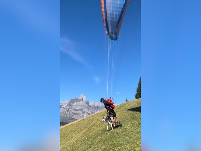 Husky sobrevoa montanhas em voo de parapente