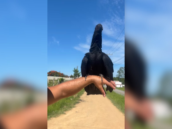 Já pensou em ter um urubu de estimação que atende ao chamado?