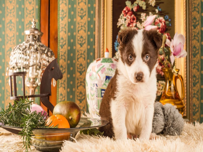 Mercado imobiliário de luxo passa a priorizar espaços pet em SP