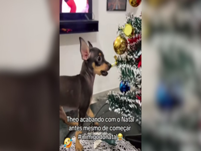 Pinscher não sossega até destruir árvore de Natal
