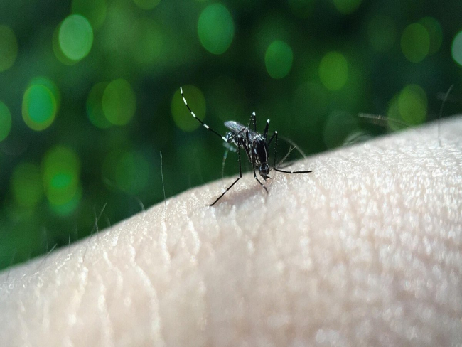 SP: primeira morte de 2026 por dengue é confirmada no estado