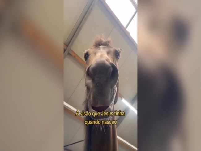 Vídeo recria presépio pela visão de Jesus e dos animais