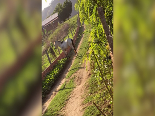 Após meses separado, cavalo percorre 20 km e volta ao antigo dono