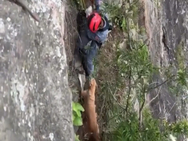 Cachorro caramelo é resgatado após quatro dias preso em pedreira